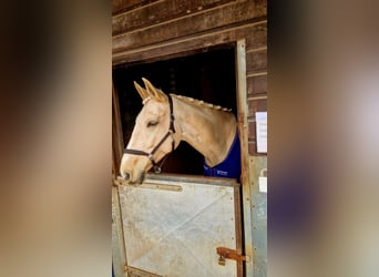 Caballo de Wurtemberg, Caballo castrado, 10 años, 165 cm, Palomino