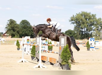 Caballo de Wurtemberg, Caballo castrado, 11 años, 161 cm, Castaño oscuro