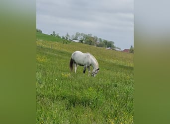 Caballo de Wurtemberg, Caballo castrado, 11 años, 168 cm, Tordo