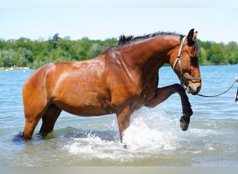 Caballo de Wurtemberg, Caballo castrado, 12 años, 169 cm, Castaño