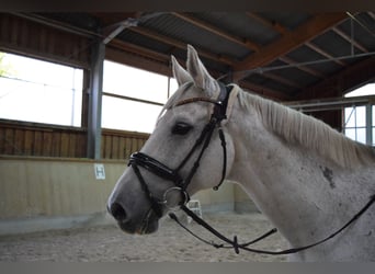 Caballo de Wurtemberg, Caballo castrado, 12 años, 175 cm, Tordo