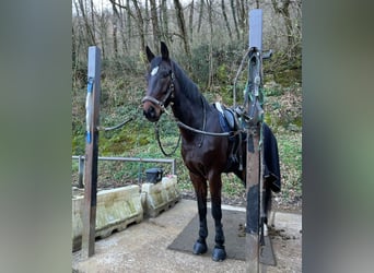 Caballo de Wurtemberg, Caballo castrado, 12 años, 180 cm, Castaño oscuro