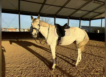 Caballo de Wurtemberg, Caballo castrado, 13 años, 170 cm, Tordo