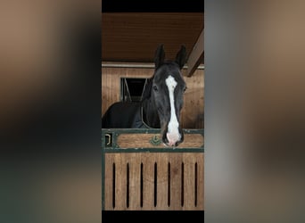 Caballo de Wurtemberg, Caballo castrado, 13 años, 171 cm, Morcillo