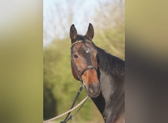 Caballo de Wurtemberg, Caballo castrado, 13 años, 172 cm, Castaño