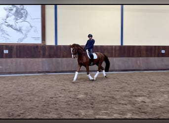 Caballo de Wurtemberg, Caballo castrado, 13 años, 173 cm, Alazán