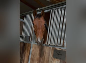 Caballo de Wurtemberg, Caballo castrado, 14 años, 164 cm, Castaño