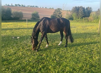 Caballo de Wurtemberg, Caballo castrado, 14 años, 168 cm, Castaño oscuro