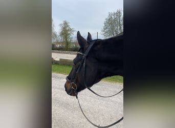 Caballo de Wurtemberg, Caballo castrado, 14 años, 168 cm, Castaño oscuro