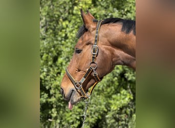 Caballo de Wurtemberg, Caballo castrado, 14 años, 170 cm, Castaño