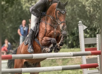 Caballo de Wurtemberg, Caballo castrado, 15 años, 167 cm, Castaño