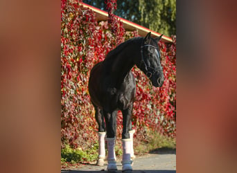 Caballo de Wurtemberg, Caballo castrado, 15 años, 167 cm, Morcillo