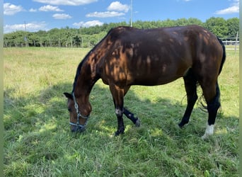 Caballo de Wurtemberg, Caballo castrado, 15 años, 168 cm, Castaño