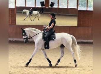 Caballo de Wurtemberg, Caballo castrado, 15 años, 168 cm, Tordo