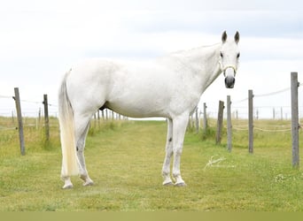 Caballo de Wurtemberg, Caballo castrado, 15 años, 168 cm, Tordo