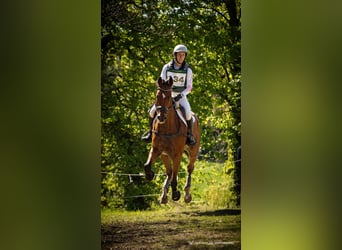 Caballo de Wurtemberg, Caballo castrado, 15 años, 175 cm, Castaño