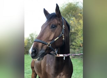 Caballo de Wurtemberg, Caballo castrado, 16 años, 167 cm, Castaño
