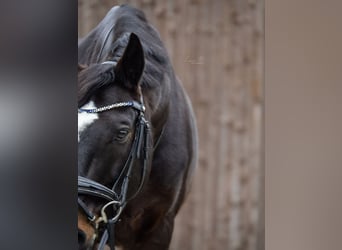 Caballo de Wurtemberg, Caballo castrado, 16 años, 168 cm, Castaño oscuro