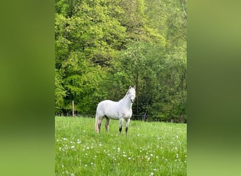 Caballo de Wurtemberg, Caballo castrado, 16 años, 168 cm, Tordo