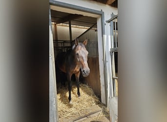 Caballo de Wurtemberg, Caballo castrado, 16 años, 175 cm, Castaño