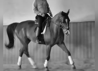 Caballo de Wurtemberg, Caballo castrado, 17 años