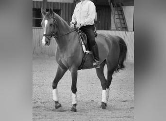 Caballo de Wurtemberg, Caballo castrado, 17 años