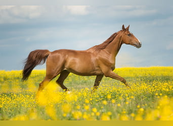 Caballo de Wurtemberg, Caballo castrado, 17 años