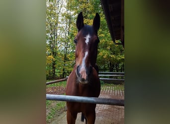 Caballo de Wurtemberg, Caballo castrado, 18 años, 180 cm, Castaño oscuro