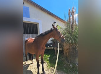 Caballo de Wurtemberg, Caballo castrado, 20 años, 172 cm, Castaño