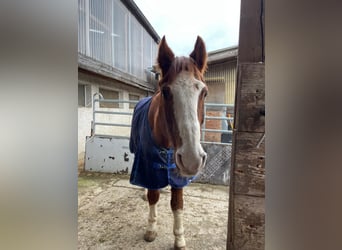 Caballo de Wurtemberg, Caballo castrado, 23 años, 166 cm, Alazán