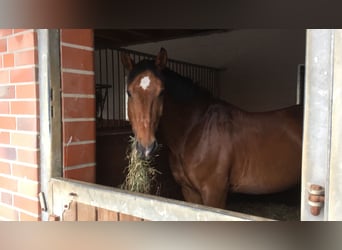 Caballo de Wurtemberg, Caballo castrado, 24 años, 165 cm, Castaño