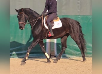 Caballo de Wurtemberg, Caballo castrado, 3 años, 170 cm, Morcillo