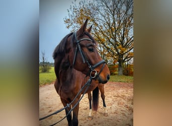 Caballo de Wurtemberg, Caballo castrado, 3 años, Castaño