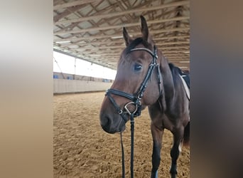 Caballo de Wurtemberg, Caballo castrado, 3 años, Castaño