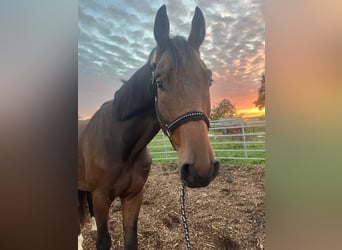 Caballo de Wurtemberg, Caballo castrado, 3 años, Castaño