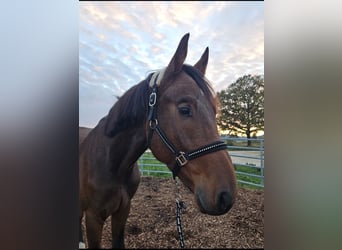 Caballo de Wurtemberg, Caballo castrado, 3 años, Castaño