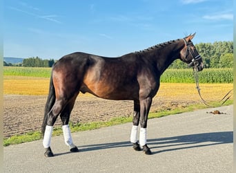 Caballo de Wurtemberg, Caballo castrado, 4 años, 166 cm, Castaño oscuro