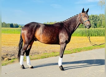 Caballo de Wurtemberg, Caballo castrado, 4 años, 166 cm, Castaño oscuro