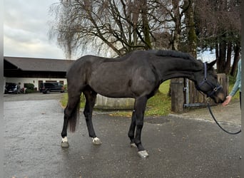 Caballo de Wurtemberg, Caballo castrado, 4 años, 169 cm, Negro