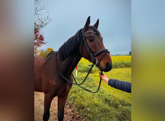 Caballo de Wurtemberg, Caballo castrado, 4 años, Castaño