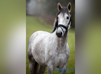 Caballo de Wurtemberg, Caballo castrado, 5 años, 167 cm, Tordo