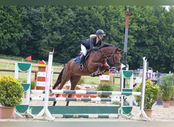 Caballo de Wurtemberg, Caballo castrado, 6 años, 161 cm, Castaño