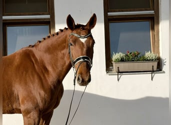 Caballo de Wurtemberg, Caballo castrado, 6 años, 173 cm, Alazán