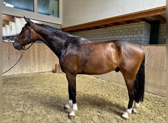 Caballo de Wurtemberg, Caballo castrado, 6 años, 179 cm, Castaño