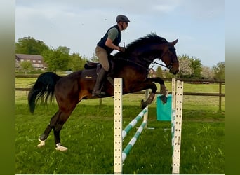 Caballo de Wurtemberg, Caballo castrado, 6 años, 179 cm, Castaño