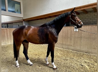 Caballo de Wurtemberg, Caballo castrado, 6 años, 179 cm, Castaño