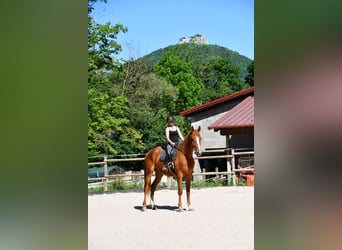 Caballo de Wurtemberg, Caballo castrado, 6 años, 181 cm, Bayo