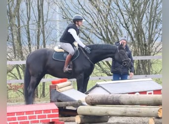 Caballo de Wurtemberg, Caballo castrado, 7 años, 167 cm, Morcillo