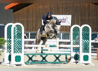 Caballo de Wurtemberg, Caballo castrado, 7 años, 167 cm, Tordo