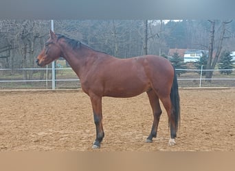 Caballo de Wurtemberg, Caballo castrado, 7 años, 168 cm, Castaño oscuro